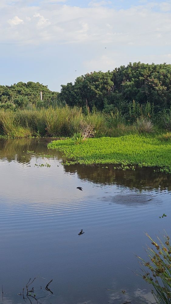 Portrait view of a pond with shrubs in the background. Over the water a swallow flies, leaving a pattern on the water where it has just drunk.