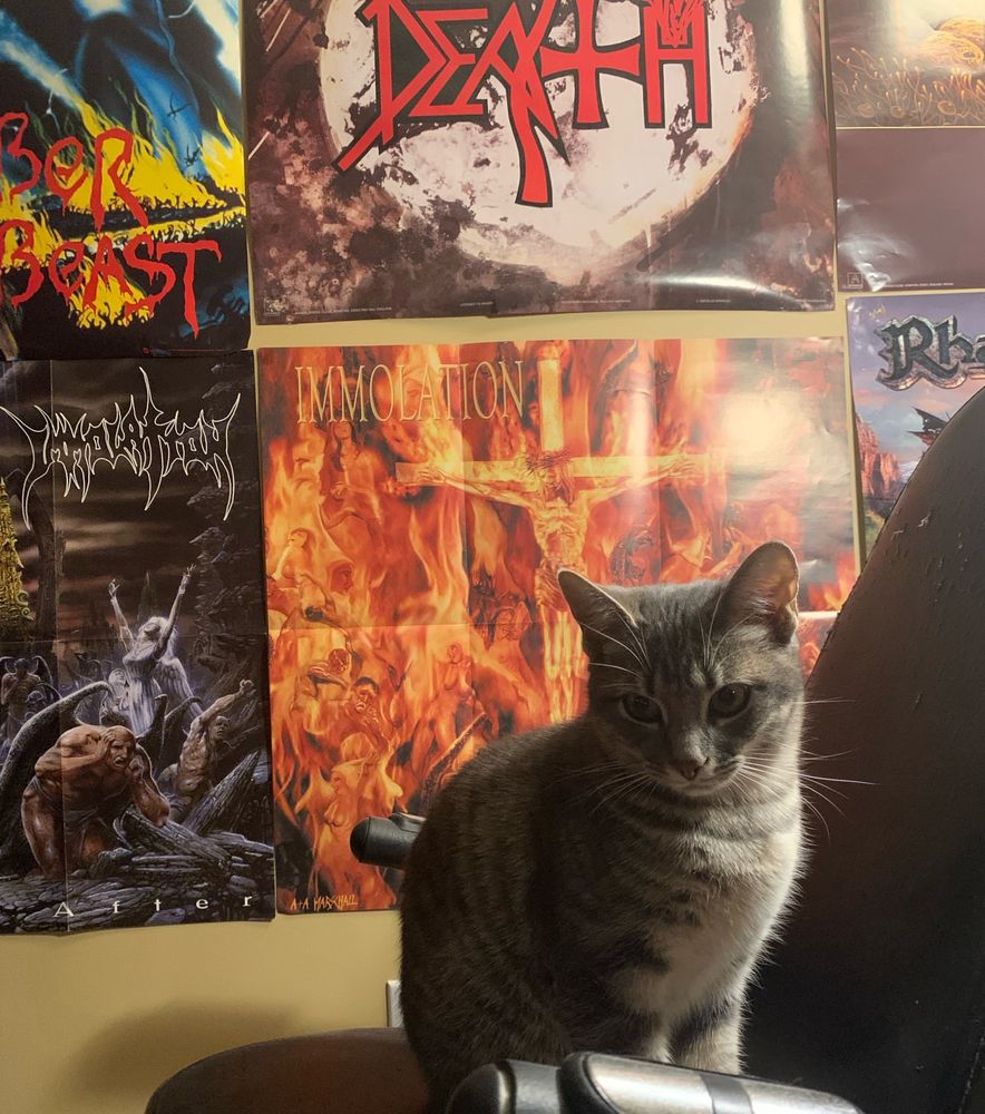 smol grey kitten Isa sitting in front of some posters: Immolation - Close to a World Below and Here in After; Iron Maiden - notb; Death - itp 