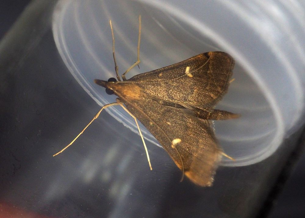 Dolicarthria punctalis