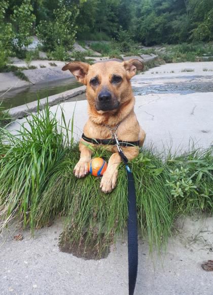 Puppy with his ball.