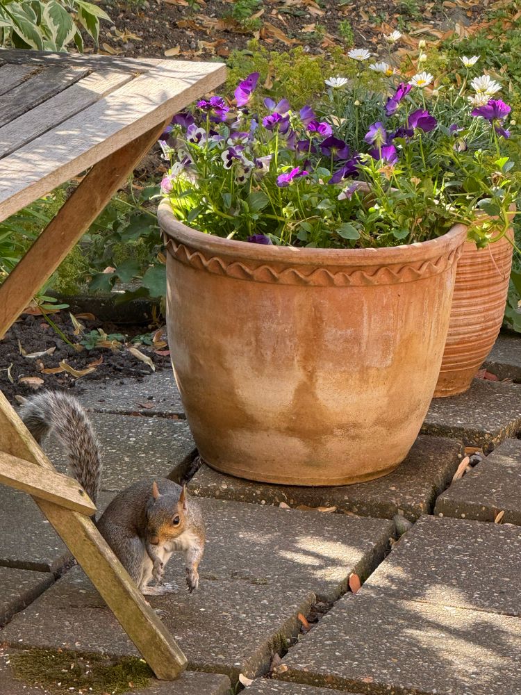Grey squirrel on the patio just about to get another almond.
