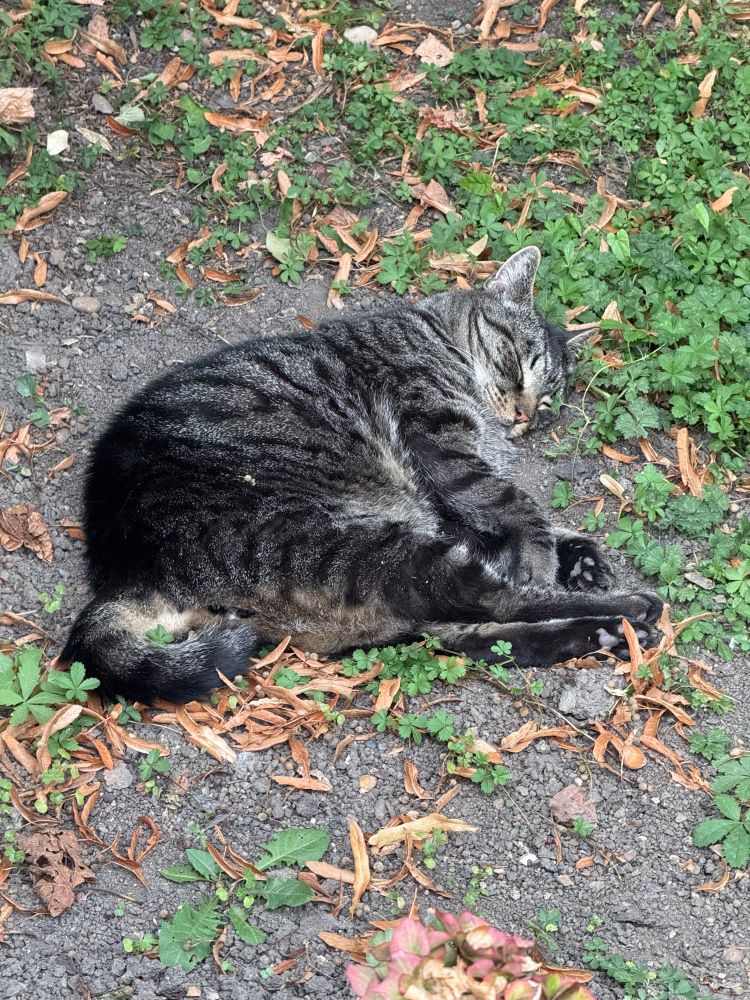 Tabby cat sleeping in the garden.