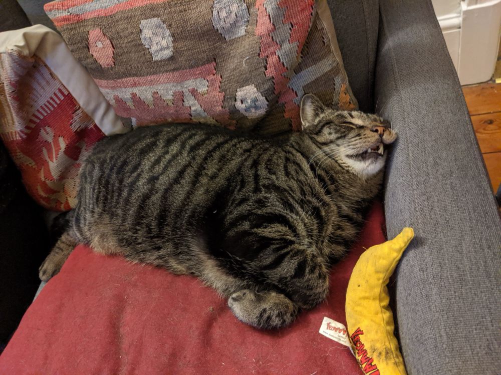 Sleeping tabby cat on a red cushion with his yellow catnip banana.