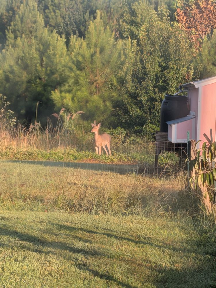 A young, male white tailed deer with one unbranched antler