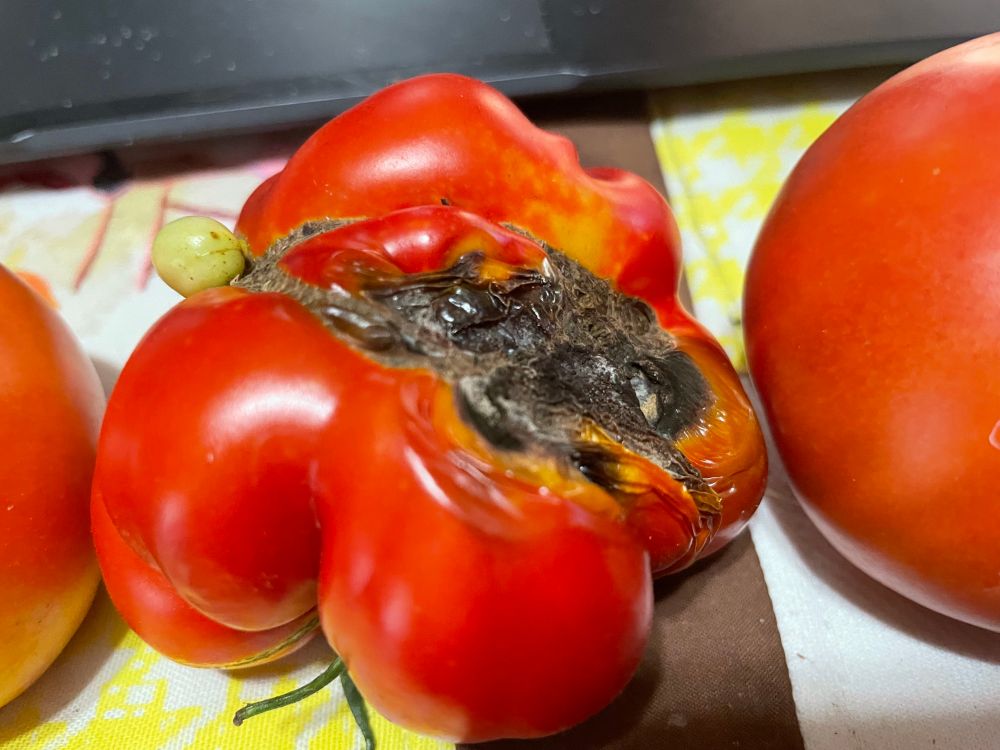 Large tomato with black ulcer at the bottom