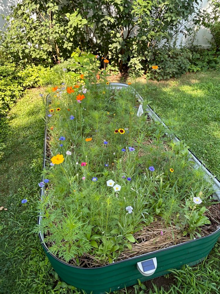 A raised garden bed filled with blooming wild flowers in a back yard. 