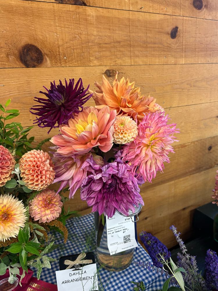 Several pink, orange, purple, and dark red Dalia’s on display on a table  