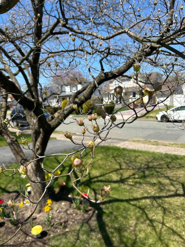 The beginnings of flowers on a tree are opening up. I’m sorry I don’t know what kind of tree it is but the flowers are pink at the tips and green at the bottom and look like little cups fairy’s would drink out of. 