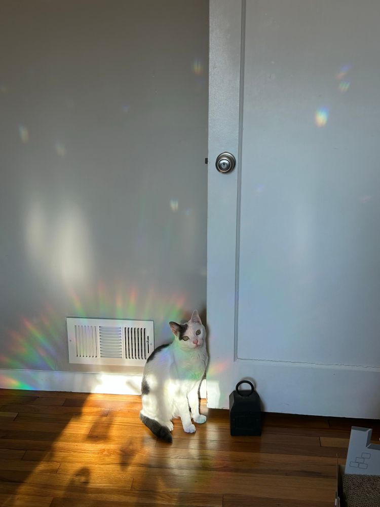 A white cat with gray patches and a gray tail sits off center of a sunbeam and a rainbow in a white room with mini sparkles on the wall. 