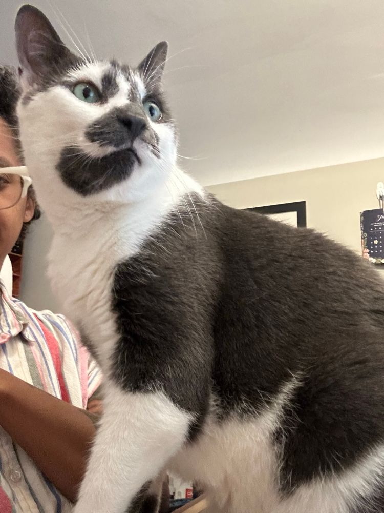 A grey and whit cat with green eyes sits on a desk looking alert. 