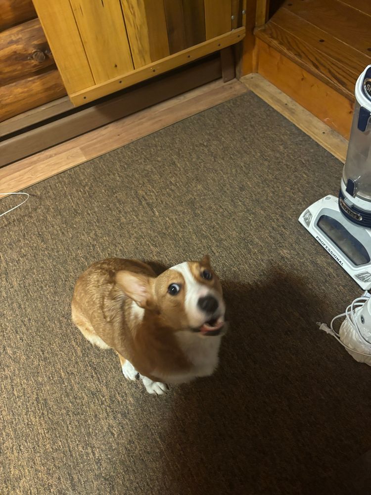 a corgi mid bark while i took a picture of him listening to anti hero by taylor swift