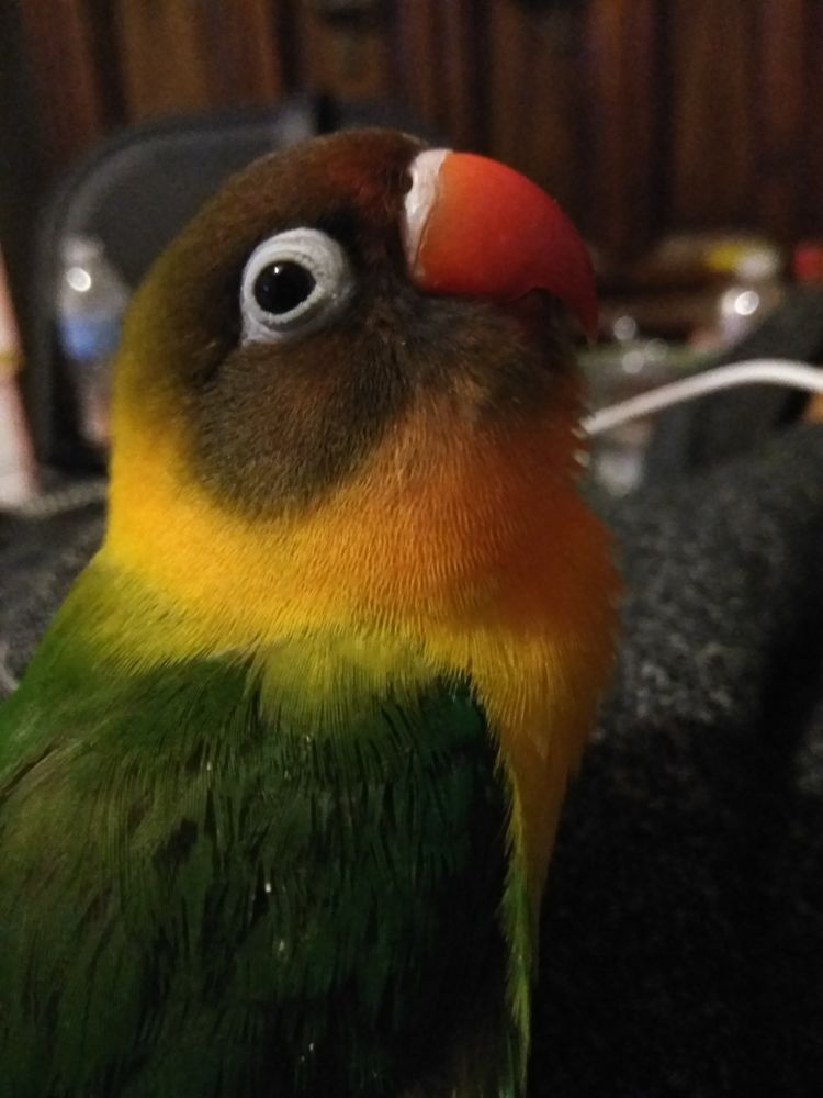Mango again, this time a close up profile. She's looking up and smizing