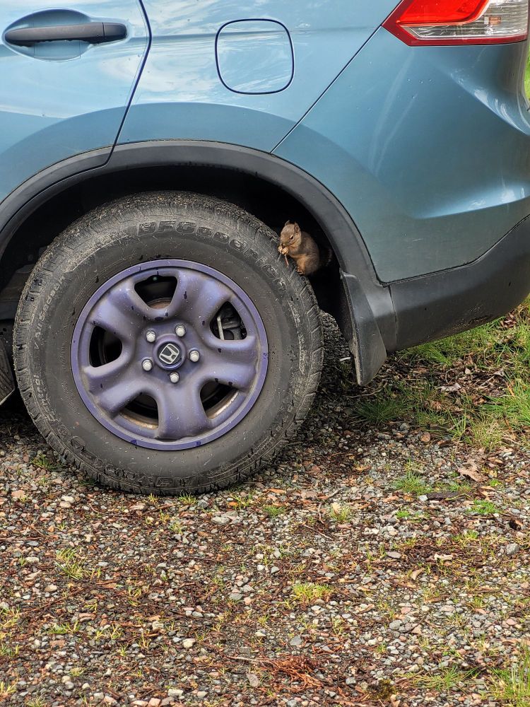 A blue car's rear wheel. Perched at about 2 o'clock on the wheel is a Douglas squirrel, ignoring me entirely and eating a pine cone
