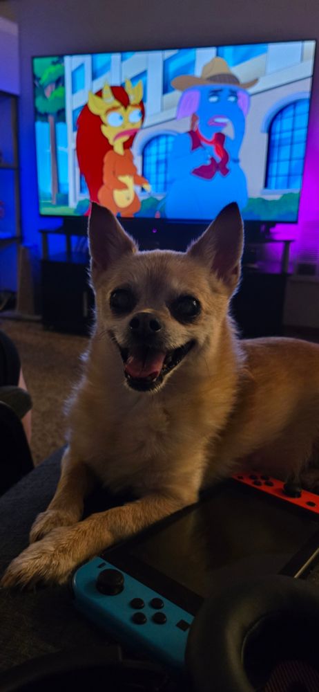 Bruce the deafblind pomchi