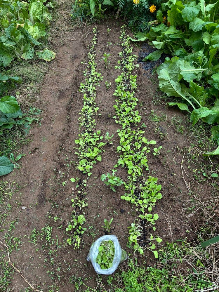 畑の　食用菜の花
袋に入れた間引き菜&追肥