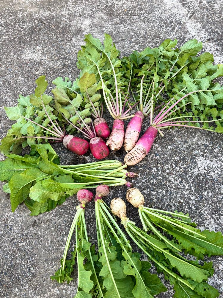 収穫した　野沢菜　ﾐﾆ大根あやめっ娘　ﾐﾆ大根紅くるり　聖護院蕪　飛騨紅蕪