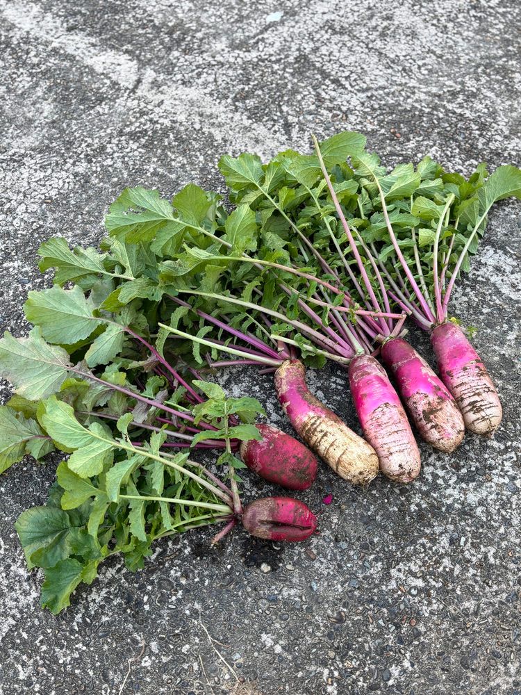 本日収穫した　ﾐﾆ大根あやめっ娘　&  ﾐﾆ大根紅くるり