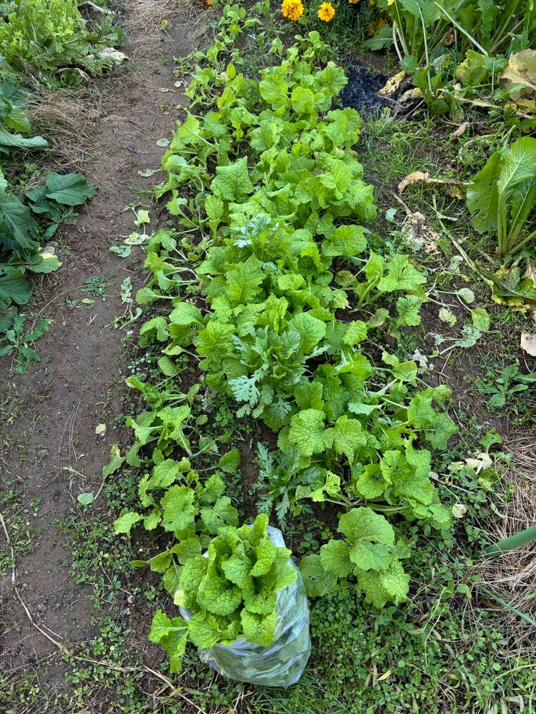 畑の　食用菜の花　間引きし　袋に入れた
