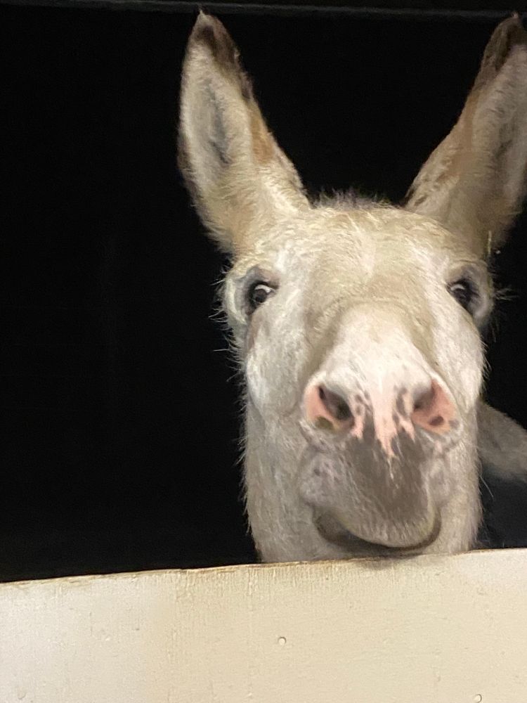 Cute white donkey face