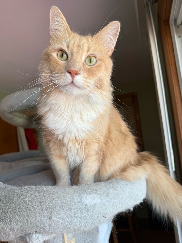 Long-haired cat named Jack