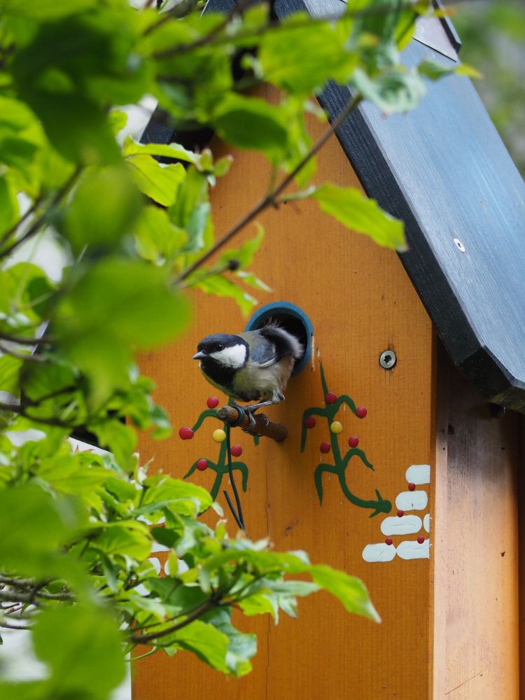 Eine Meise kommt aus einem gelben Vogelhaus. Im Vordergrund einige Zweige