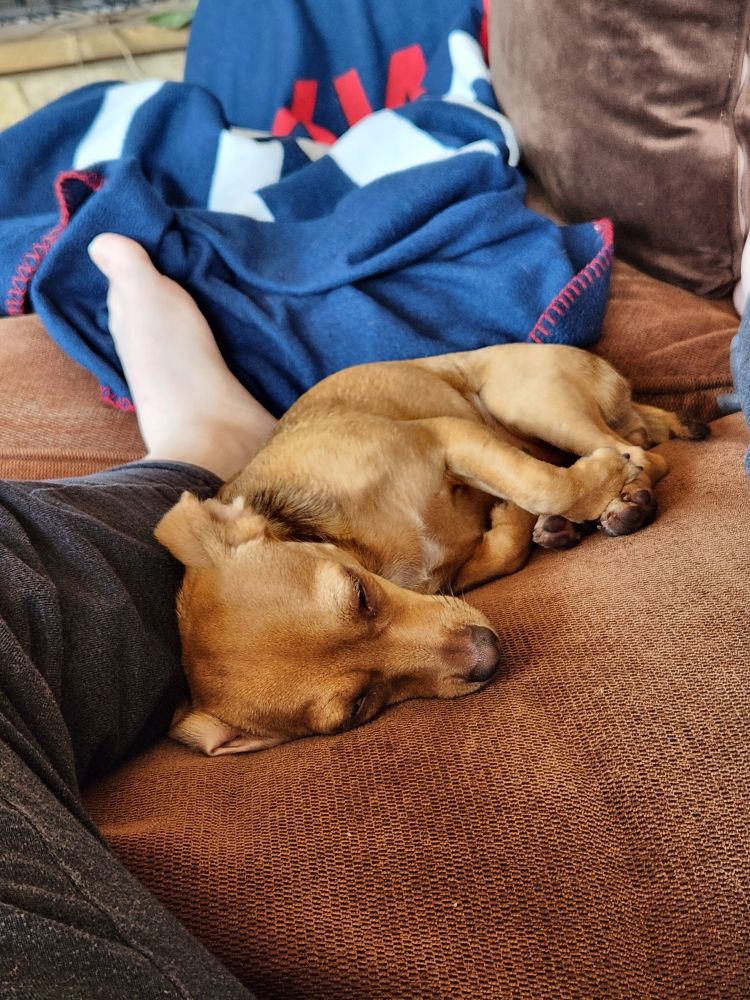 Fig, who is a small dog and a dachsund/chihuahua/terrier mix, sleeping nestled up against my leg on the sofa
