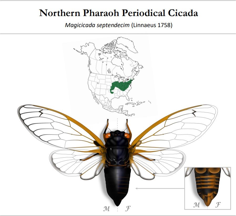 An illustrated plate from my book "The Cicadas of North America". The plate shows a periodical cicada species called Magicicada septendecim, which is expected to be the most abundant cicada in the United States this year. The cicada is mostly black with orange patterns on its belly and wings. It sports a pair of bright red eyes. The M/F labels below the illustration stand for "melanic" and "ferruginous", or "blacker" and "redder" color forms. The common name of this species is "Northern Pharaoh Periodical Cicada", because its song sounds like "phaaaaaaa-raoh"