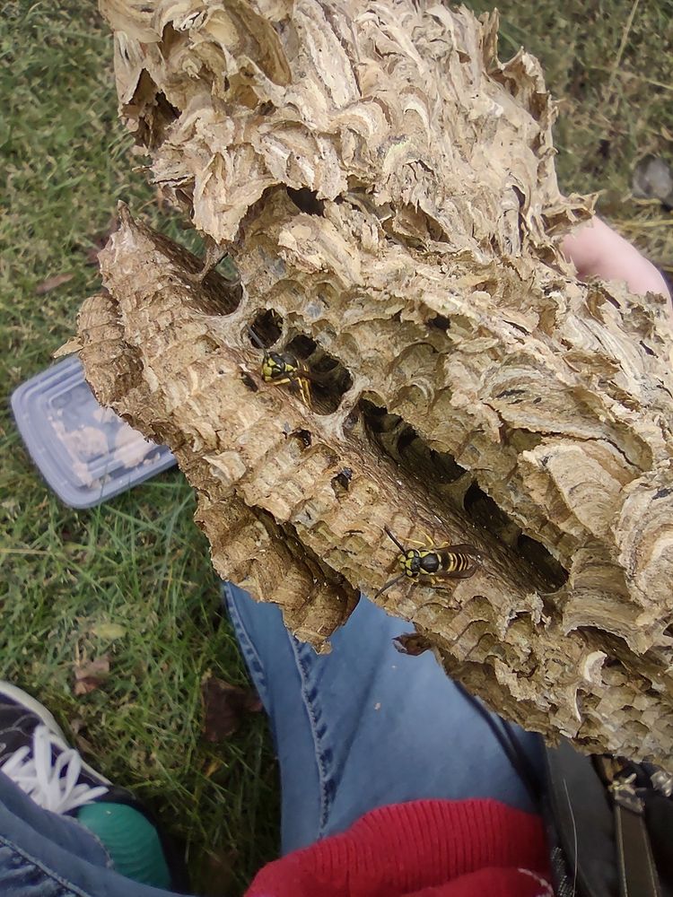A close-up of the yellowjacket wasps crawling out of the comb in my hand. They are black with yellow stripes, and are adorably sleepy and confused. Because of the cold weather, they only have another day or two at most to live. Nature is like that sometimes. 