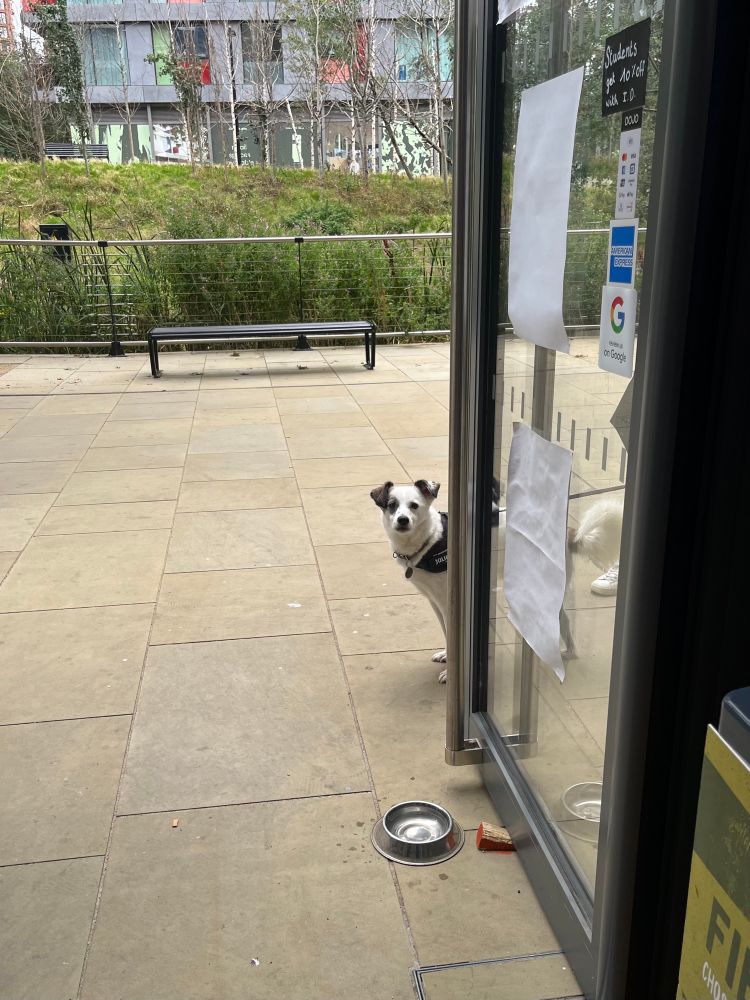 Photo of an open shop door with a cute little dog peaking round it