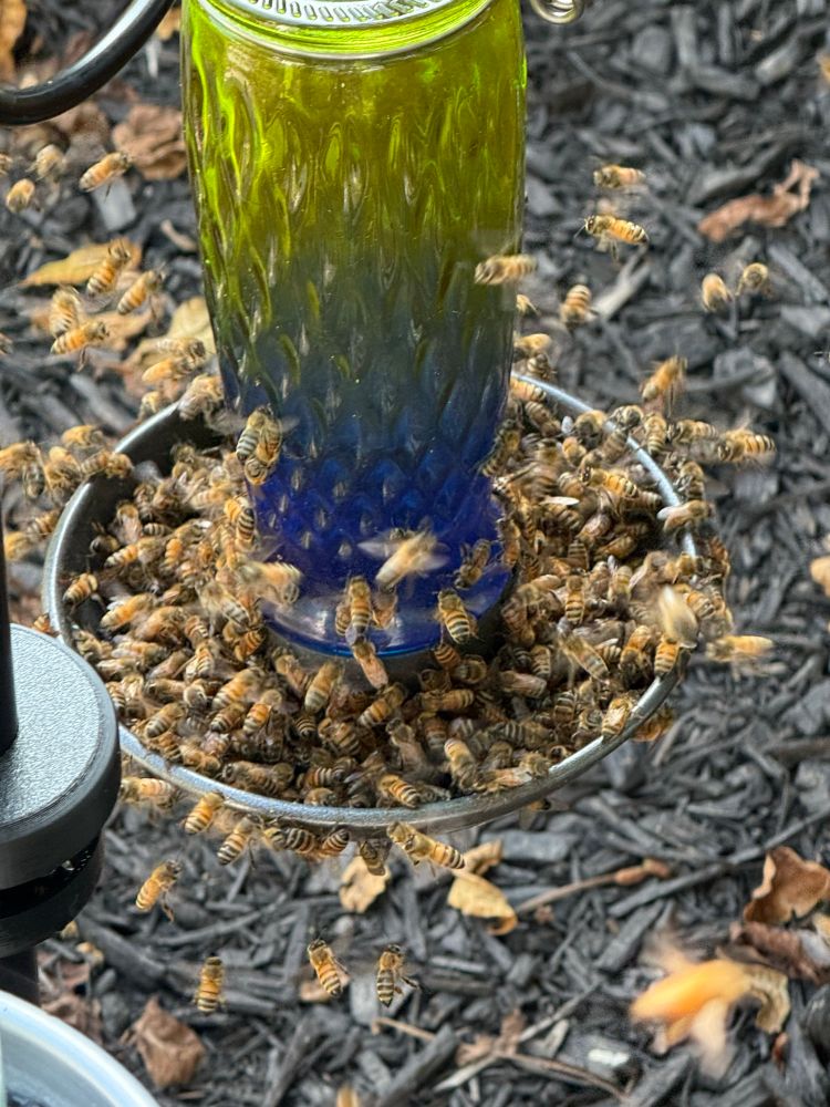 A close-up photo of a green and blue glass bee feeder surrounded by a large number of honeybees. The bees are densely packed around the metal base dish, actively feeding, while many others are flying around the feeder. The background shows dark mulch and scattered dried leaves.