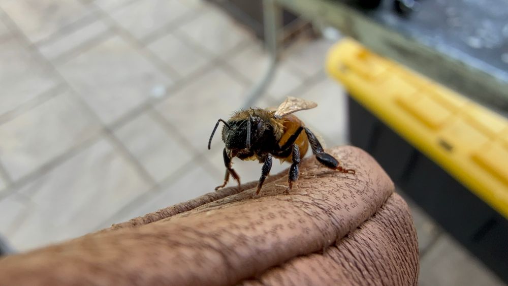 Close-up of a wet Cordovan honey bee perched on a gloved hand, recovering after being rescued from drowning in bee food. Her fuzzy thorax is damp, and her wings are partially crumpled but intact.