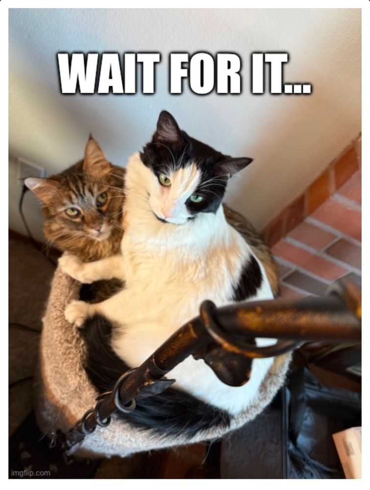 Meme that says “wait for it…” with two cats sitting on a cat tower. One cat is squishing the other and the cat on the bottom is giving dagger side-eyes.