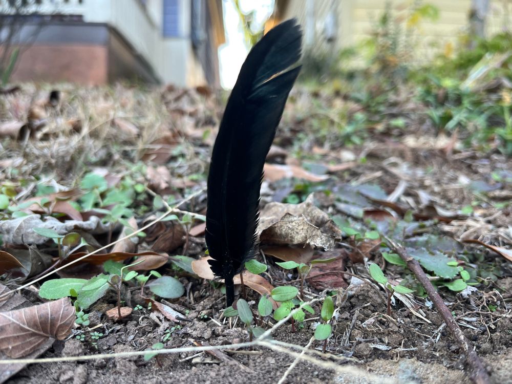 Feather plants itself in the ground. 