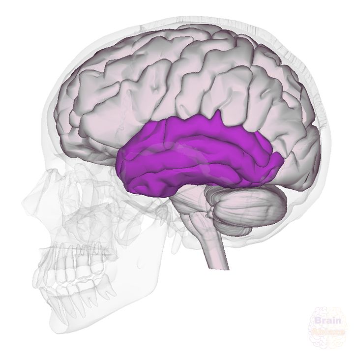 The temporal lobe is highlighted purple in a black-and-white figure of the brain. 