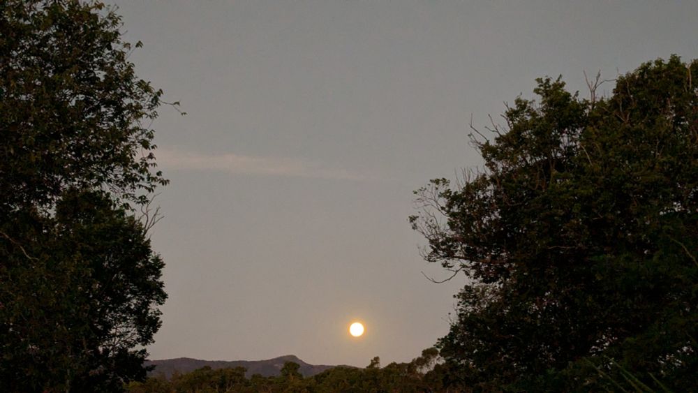 A photo of the moon rising in a dusky sky, with trees on either side, and a clearing showing distant mountains in the centre. 