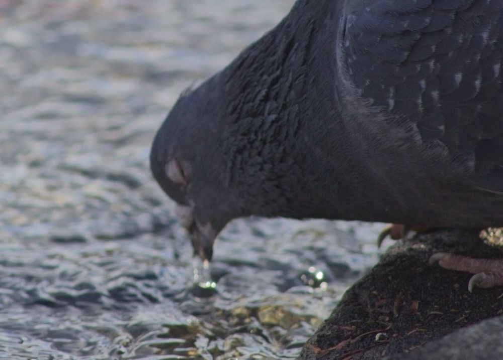 Rock dove enjoying a refreshing drink of water from a stream with their eyes closed