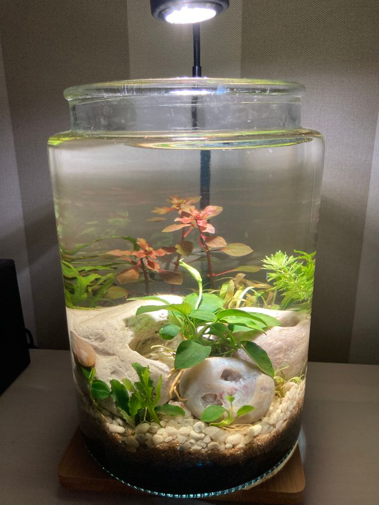 8 Liter Aquarium für den Schreibtisch