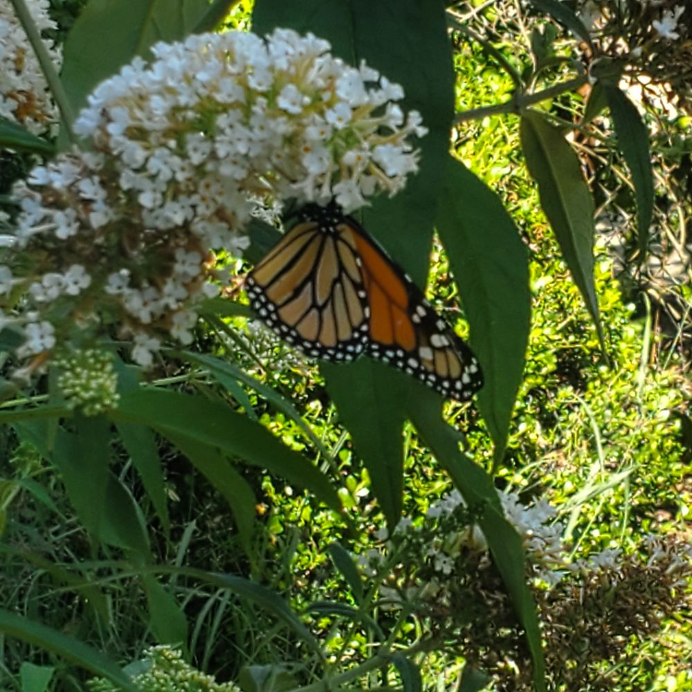 Monarch butterfly on white butterfly bush.