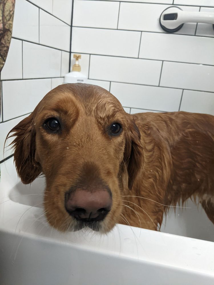 my golden retriever having a bath and looking into the camera looking a bit sulky 