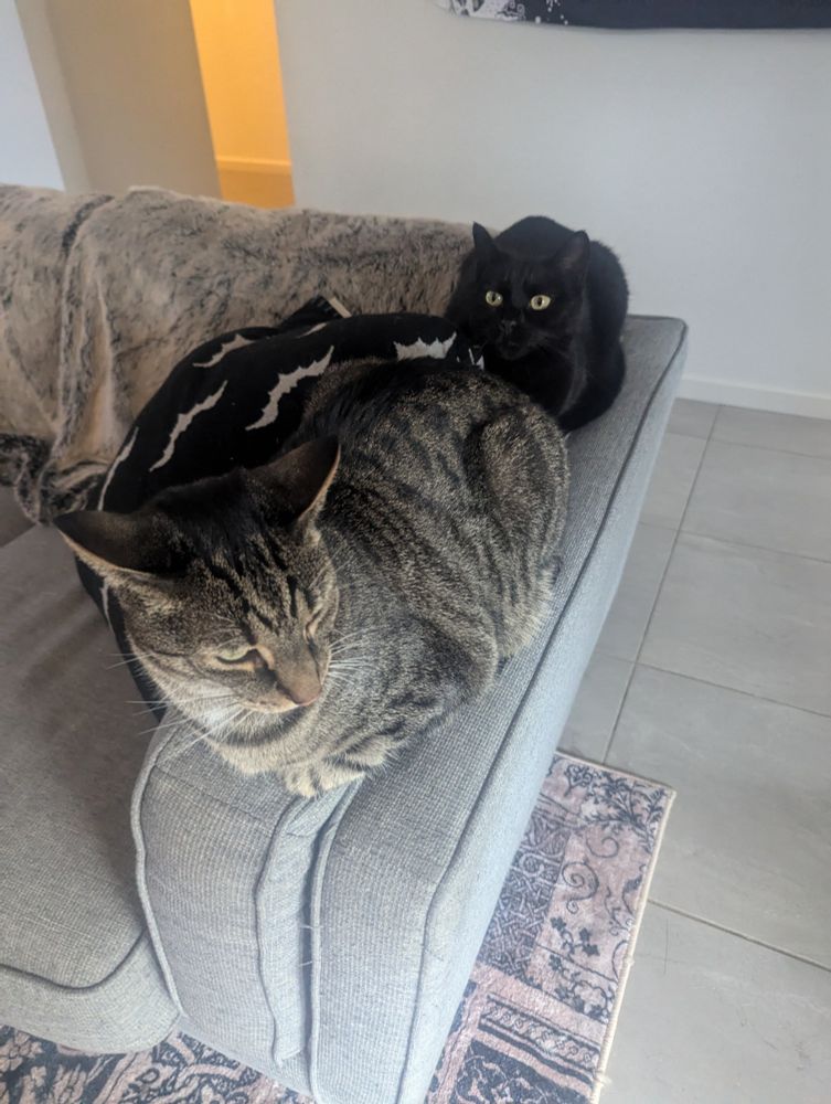 Another pair of cats - brindle and black, loafing on a sofa arm rest. 