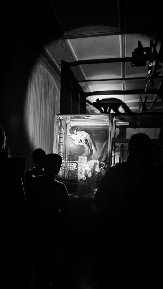 Ein Lichtkegel erleuchtet ein Tierpräparat in einer Vitrine des Naturkundemuseums Berlin während einer Taschenlampenführung. Davor sieht man Menschenschemen. An der Decke dahinter der Schatten eines Aye-Aye - ein nachtaktiver Primat. Das Fingertier lebt auf Madagaskar und ist vom Aussterben bedroht. 