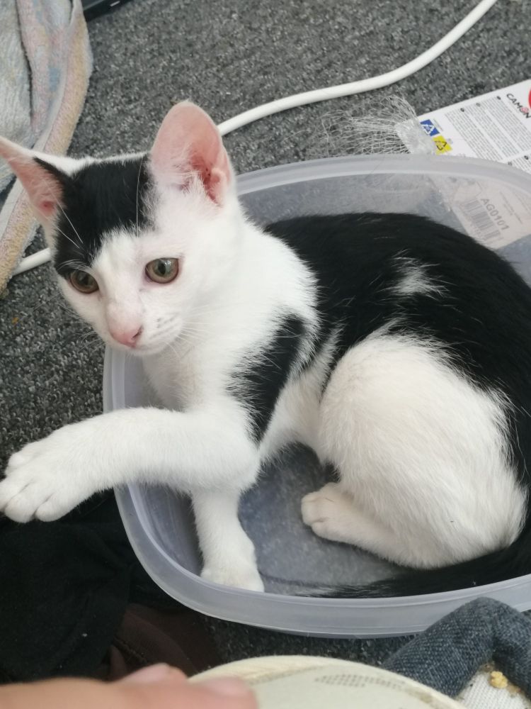 La même chatte blanche avec des tâches noires mais bébé, qui est installée dans une boîte Tupperware carrée de 20cm de côté