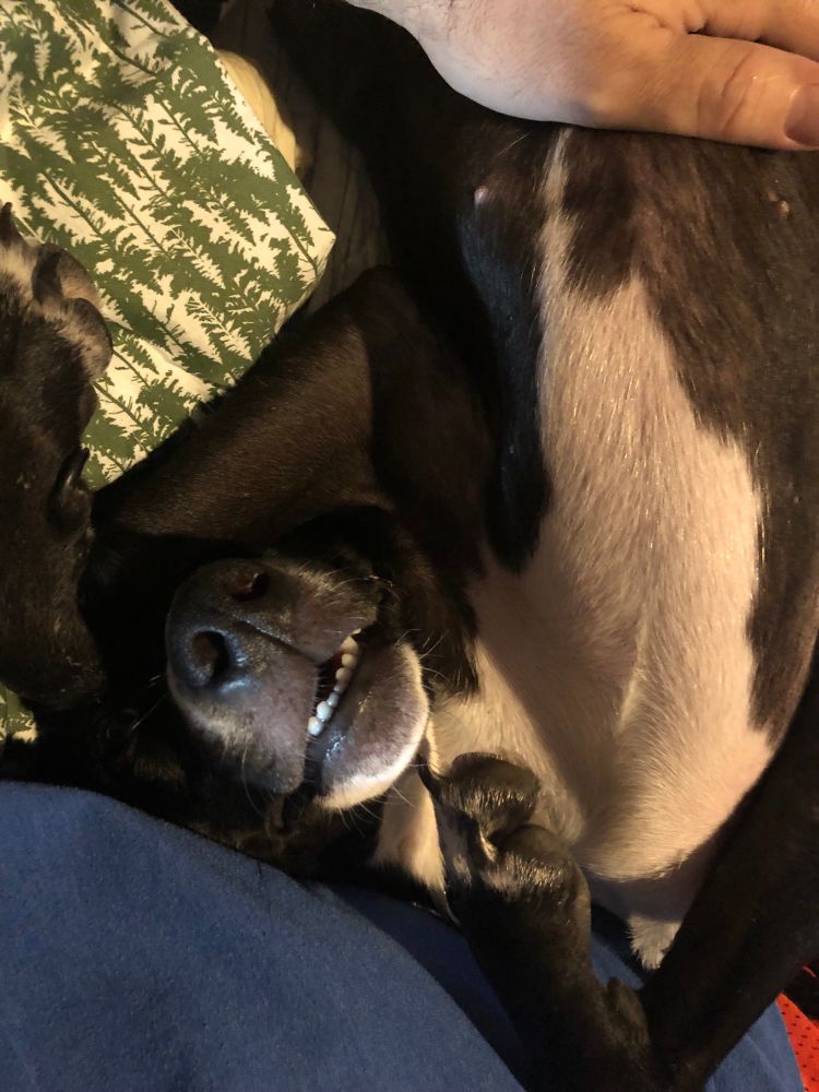 Dr. Zira. Whippet and good dog. 