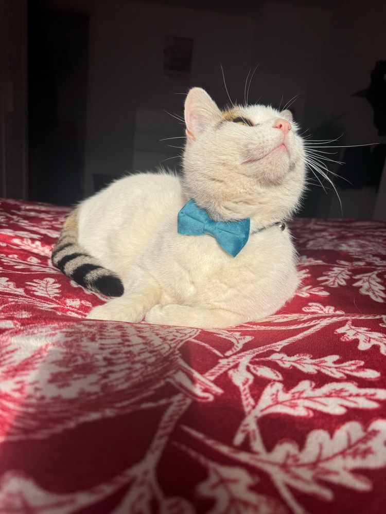 A white cat with a blue bow tie