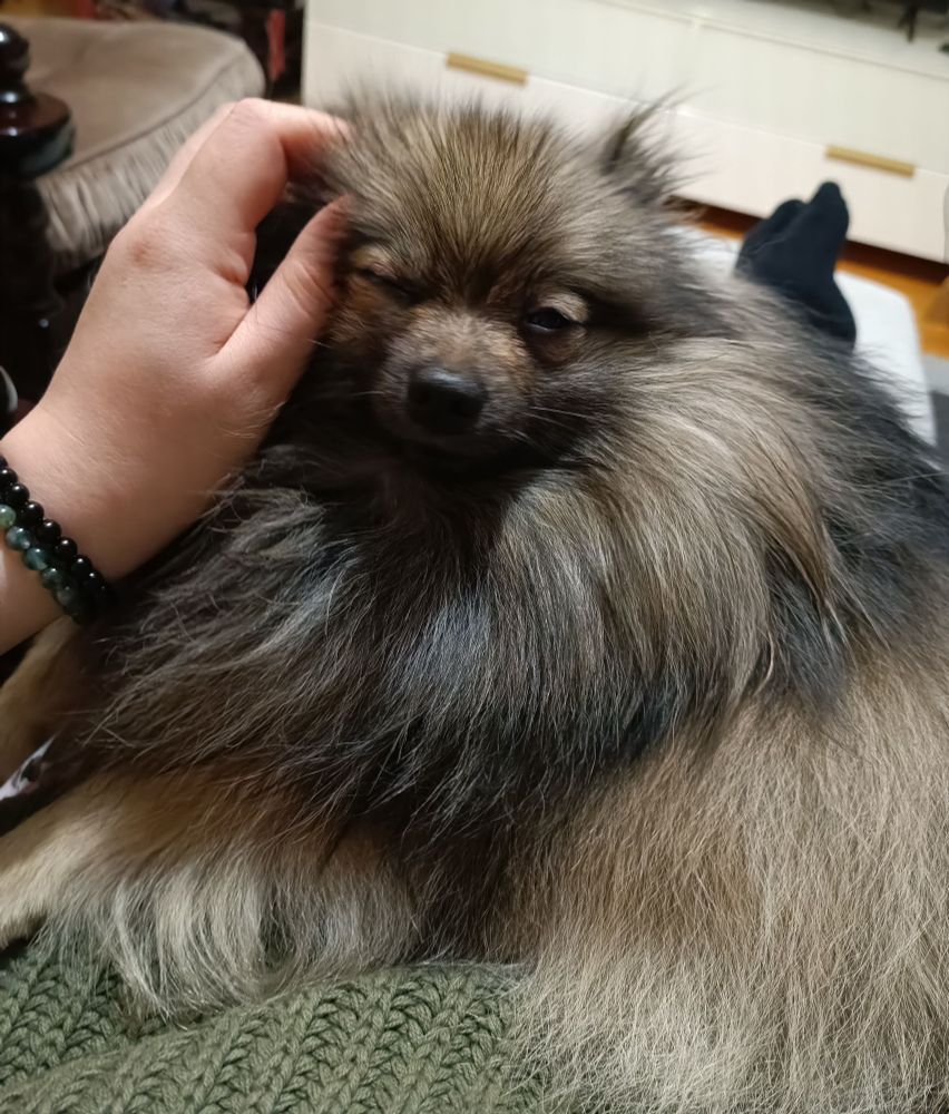 The fluffiest dog enjoying scritchies