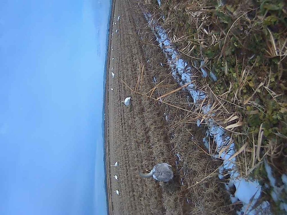 SwanEyes画像。白鳥から見た白鳥の群れの食事風景