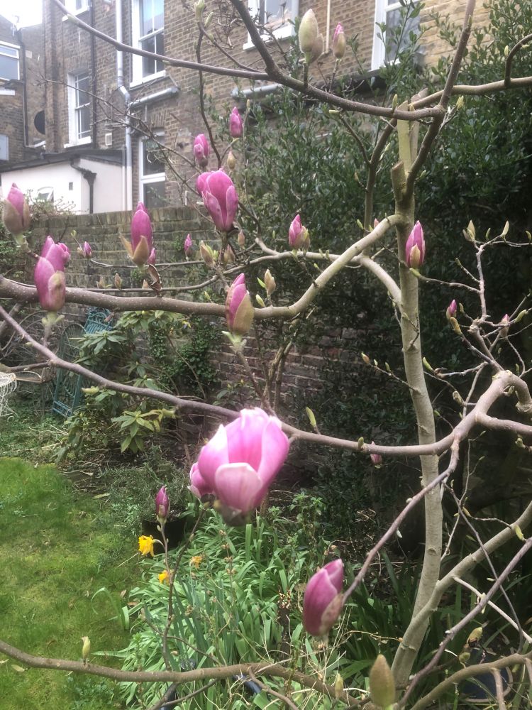 Pink magnolia in bud in a London walled garden