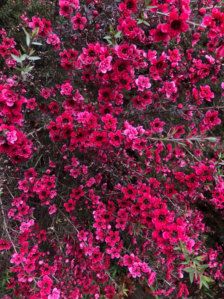 Manuka in flower