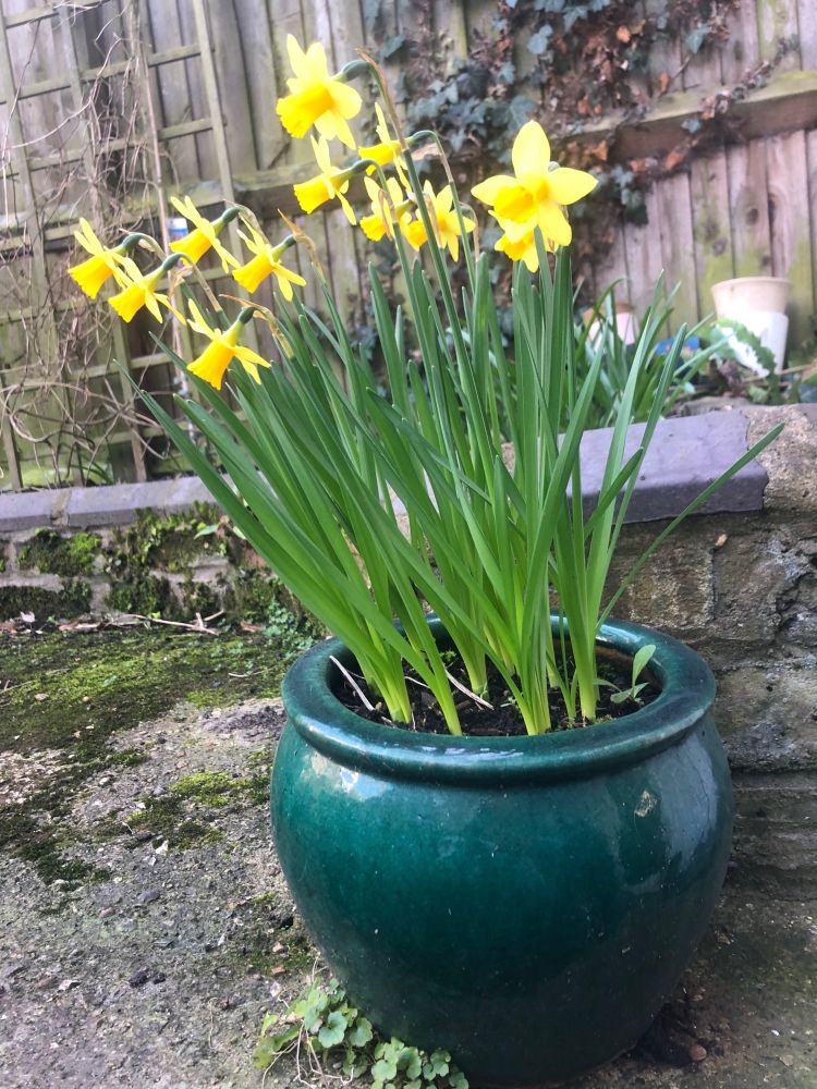 Small green garden pot with dwarf narcissus 