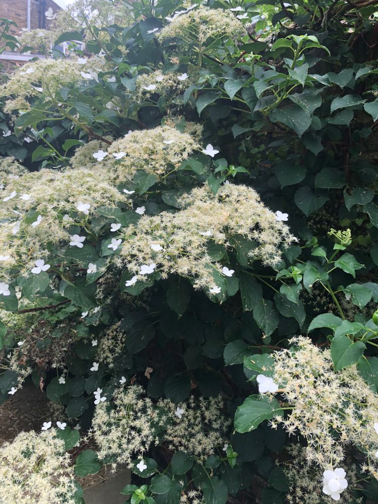 Climbing hydrangea (white) in flower